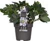 Bloomique - Lot de 6 - Helleborus Niger Christmas Carol - Voir les images du produit 3