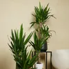 Bloomique - 2er Set - Yucca Elephantipes - Yucca Palme - Produktbild-Vorschau 3