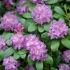 Rhododendron Hybr. 30-40 cm Alpenrose Frühlingsblüher Produktbild-Vorschau 2