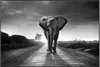 Wallario Wandbild Elefant bei Sonnenaufgang in Afrika Produktbild-Vorschau 1
