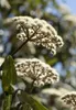 Close-up of white flowers on a branch with green leaves. Produktbild-Vorschau