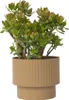 Jadepflanze - Crassula ovata 'Sunset' - Höhe 55-60cm - Produktbild-Vorschau 5