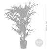 Bloomique - Howea Forsteriana - Kentia Palme - Produktbild-Vorschau 5