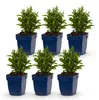 Green boutiQ – Stauden – Aster Tricolour – Strand-Aster – Produktbild-Vorschau 2