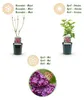 Green boutiQ - Plante de jardin - Syringa vulgaris Ludwig Voir les images du produit 4