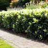 GreenboutiQ - Heckenpflanzen - Euonymus japonica Paloma Produktbild-Vorschau 5