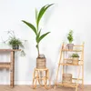 Bloomique - Cocos Nucifera - Palma kokosowa - Rośliny Podgląd zdjęcia produktu 4