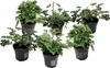Anti-Moskito-Pflanze - 6 Stk - Pelargonium - Höhe 15-25cm - Produktbild-Vorschau 1
