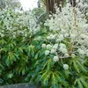 Zimmeraralie (Fatsia japonica) | 60-80 cm, v květináči Náhled obrázku produktu 2