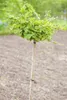 Ginkgo biloba 'Troll', Fächerblattbaum, kompakt, 60–70 cm Produktbild-Vorschau 2