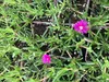 6 x Delosperma cooperi - Nachmittagsblume im 9x9 cm Topf Produktbild-Vorschau 2