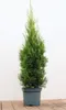 Thuja occidentalis 'Smaragd', Lebensbaum, immergrün, 80–100 Produktbild-Vorschau 1
