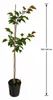 Prunus armeniaca Tirynthos Aprikosenbaum 100–140 cm – Produktbild-Vorschau 5