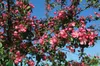 Zierapfel Rudolph 80-100 cm, im Topf - Malus Produktbild-Vorschau 9