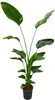 Baum - Strelitzie - Strelitzia Nicolai - Zimmerpflanze Produktbild-Vorschau 1