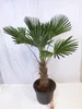 [Palmenlager]  XL Trachycarpus wagnerianus - Winterharte Produktbild-Vorschau 2