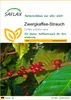SAFLAX - Zwergkaffee-Strauch - 8 Samen - Coffea arabica Produktbild-Vorschau 1