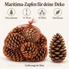 Maritima Zapfen 14-18 cm 20 Stück Pinus pinaster große Produktbild-Vorschau 6