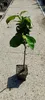 Diospyros kaki 'Tipo' - Sharonfrucht - 5 Liter Topf - 100cm Produktbild-Vorschau 3