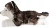 Carl Dick Husky, czarny, leżący ok. 32 cm 3552 Przytulanka, Podgląd zdjęcia produktu 4
