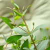 Bloomique - Eucalyptus Parvifolia - Eukalyptuspflanze - Produktbild-Vorschau 3