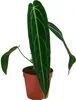 Dehner Herzblattblume, Anthurium warocqueanum, Produktbild-Vorschau 1