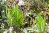 Stauden Gänge 10 x Phyllitis scolopendrium 'Angustifolium' Produktbild-Vorschau 5