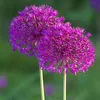 6 x obří česnek  - Allium 'Purple Sensation'  | Květináč 9 Náhled obrázku produktu 2