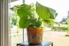 Collection TS - Vase Conisch Colibri rêveur - 14x12 Voir les images du produit 3