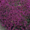 6 x Thym tapissant pourpre - Thymus praecox « Purple Beauty Voir les images du produit 1