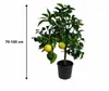 Pomarančovník (Citrus aurantium) – 70–100 cm – Strom Náhľad obrázku produktu 5