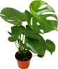 Exotenherz - feuille de fenêtre - Monstera deliciosa - 1 Voir les images du produit 1