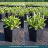 Stauden Gänge 10 x Salvia nemorosa 'Sensation White®' im 1 Produktbild-Vorschau 5