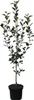 Apfelbaum `Rewena´ - Resistenzsorte - 120-140cm im 10 Liter Produktbild-Vorschau 5