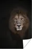 MuchoWow® Poster Löwe - Schatten - Wild 80x120 cm - Produktbild-Vorschau 1