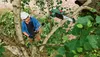 Bosch UniversalChainPole 18 - Astschere/Hochentaster - Anteprima dell’immagine prodotto 2
