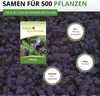 Phacelia Bienenfreund Samen 3 g - Phacelia tanacetifolia - Produktbild-Vorschau 3