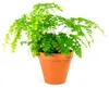 SPANG Blumentopf (Verkaufseinheit: 8) Ton Ø18 cm konisch Produktbild-Vorschau 6