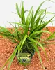 Japanisches Berggras, im Topf - Hakonechloa macra Produktbild-Vorschau 3
