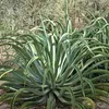 Semená Agave Vilmoriniana - balenie 10 ks - Bez tŕňov - Náhľad obrázku produktu 4