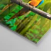 Bilder auf glas - Einteilig - Papageien Collorful Natur Produktbild-Vorschau 5