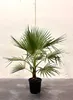 Sunny Tree - Palme - Washingtonia Robusta - Mexikanische Produktbild-Vorschau 2