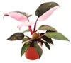 Philodendron Pink Princess - pink-schwarzer Baumfreund - Produktbild-Vorschau 1