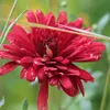 6 ks zimnej astry – Chrysanthemum 'Duchess Of Edinburgh' | Náhľad obrázku produktu 1