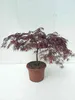 Acer palm 'Inaba Shidare' - Vějířový javor 60- 80 cm Náhled obrázku produktu 1