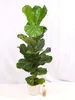 [Palmenlager] Ficus lyrata 120 cm - Geigenfeige // Produktbild-Vorschau 2