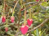 Crinodendron hookerianum (30-40 cm) - Elaeocarpaceae (Roter Produktbild-Vorschau 2