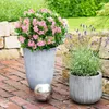 Zwerg-Rhododendron - Rhododendron Bloombux Magenta - Produktbild-Vorschau 5