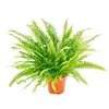 Trio de plantes d'intérieur "Purificateur d'air" - Set de Voir les images du produit 3