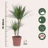 Dragonnier - Dracaena marginata - Hauteur 70-80cm - ⌀17cm Voir les images du produit 2